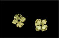 Leafy Bead Cap 11mm : Brass